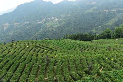 无公害茶叶高效种植技术,做好修剪和病虫害防治,确保茶叶的品质