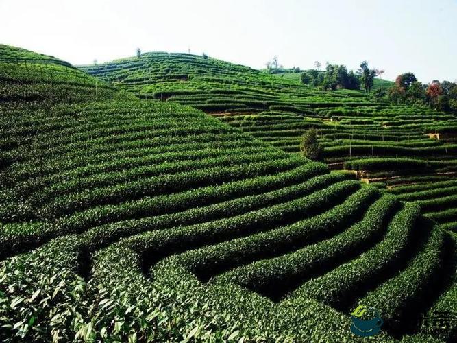 品牌农产品追溯先行先试 西湖龙井茶综合保护取得重要进展