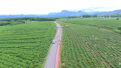 白沙绿茶栽培标准化产业园顺利通过省现代农业产业园监测