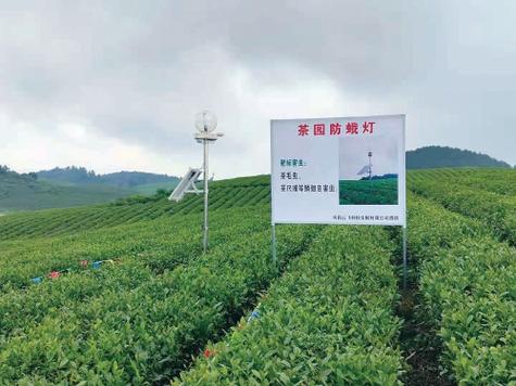 石阡城亿原生态农业有限责任公司茶叶种植基地里的茶园防蛾灯.