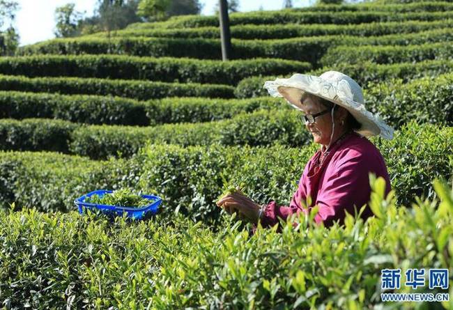 南川区共有茶园面积约9万亩,种植有巴渝特早,金佛山古树茶等15种茶叶