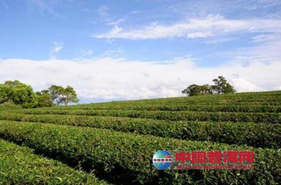 中国最早发现茶树,栽培茶树,历史上世界其他产茶国关于茶的种植,利用
