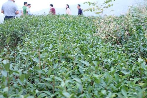 不惜重金建设维护古茶树山,据悉以后大茂山,小茂山会建成集茶叶种植
