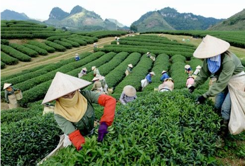 茶叶防伪商标定做,茶叶产品防伪定制流程