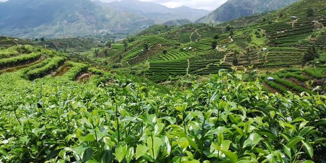 喝茶识茶区之最适茶树种植的区域——华南茶区
