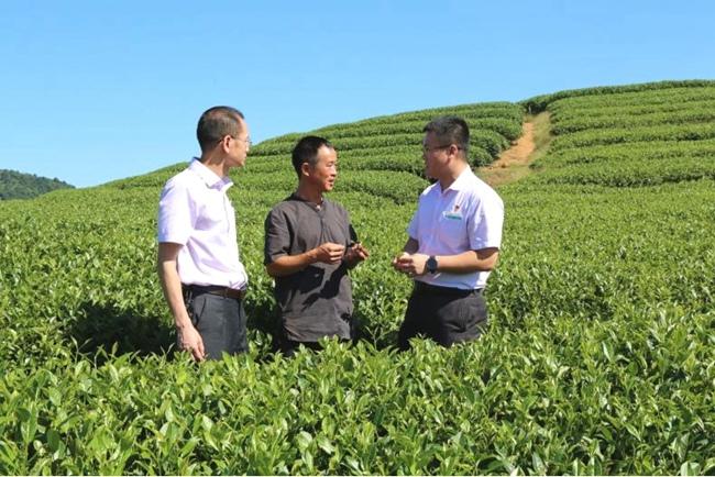 农行宁德分行客户经理向当地茶农了解茶叶种植及金融需求.林娴雅摄