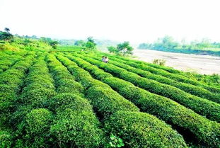 桐柏 中国优质茶叶生产基地县 组图
