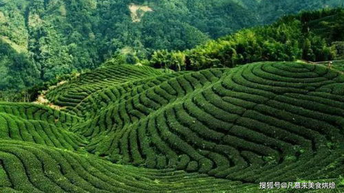 什么茶最好喝 茶叶有哪些品种 最好喝的30种中国名茶有哪些